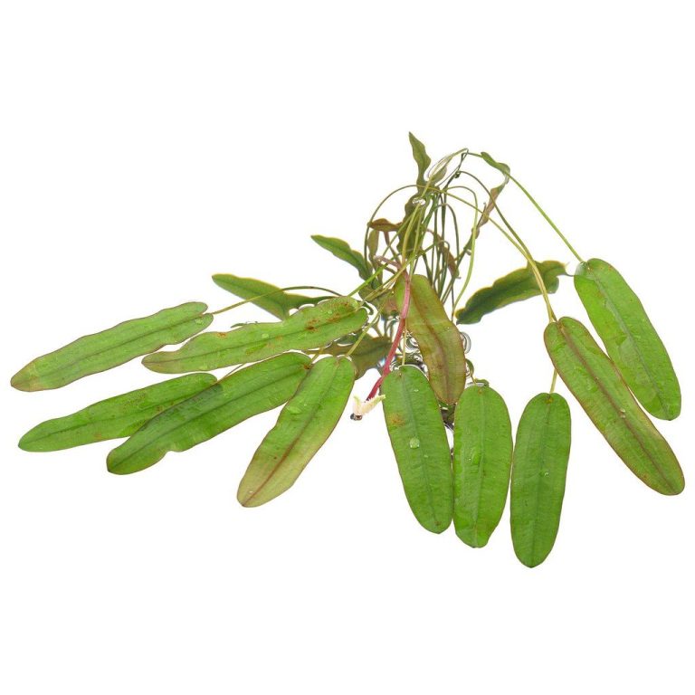 Aquarium Plant Nutrient Lockout