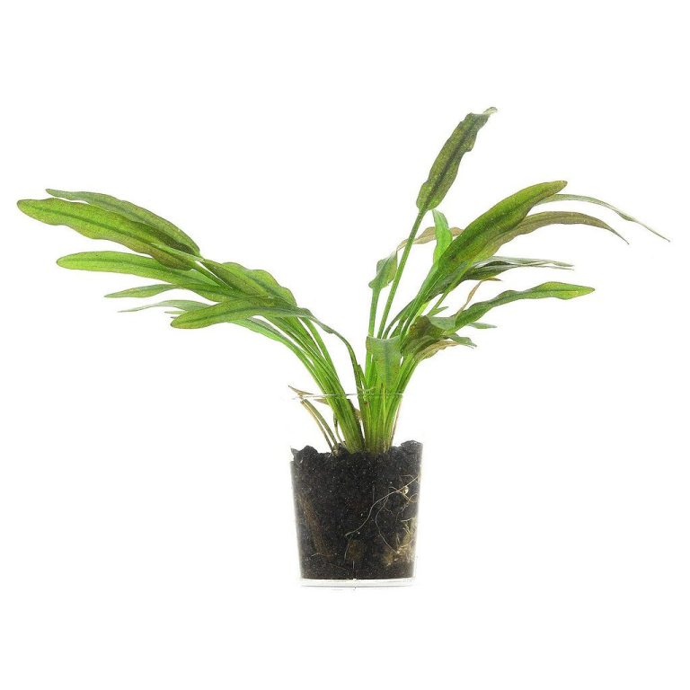 Aquarium Plant Nutrient Uptake