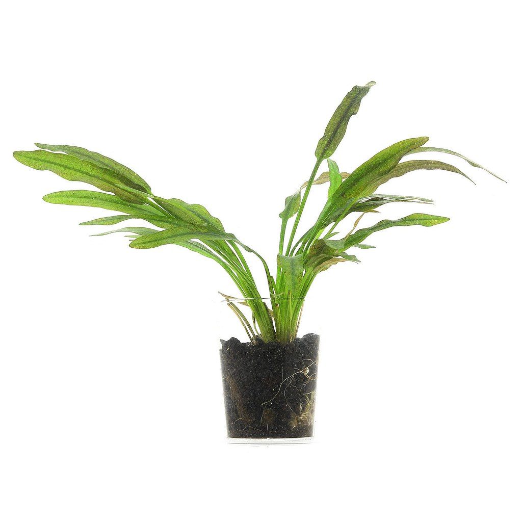 Aquarium Plant Nutrient Uptake