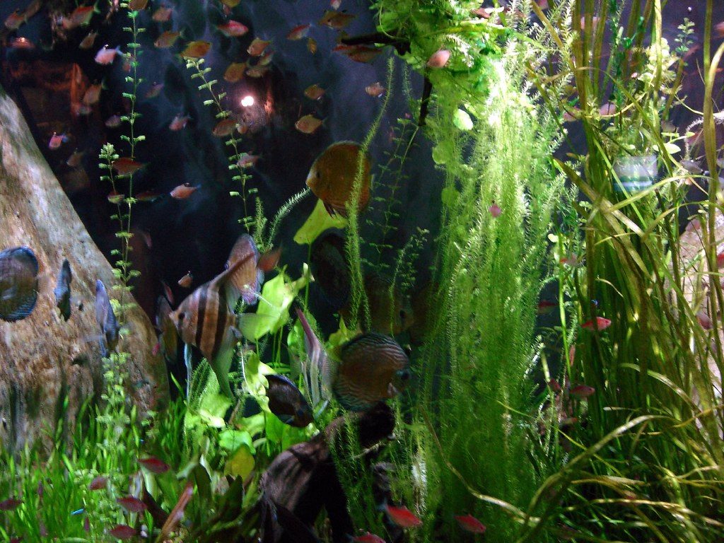 Aquarium Plant Oxygen At Night