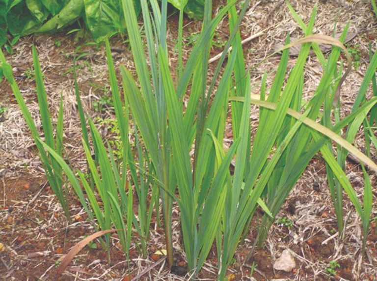 Aquarium Plant Oxygen Production