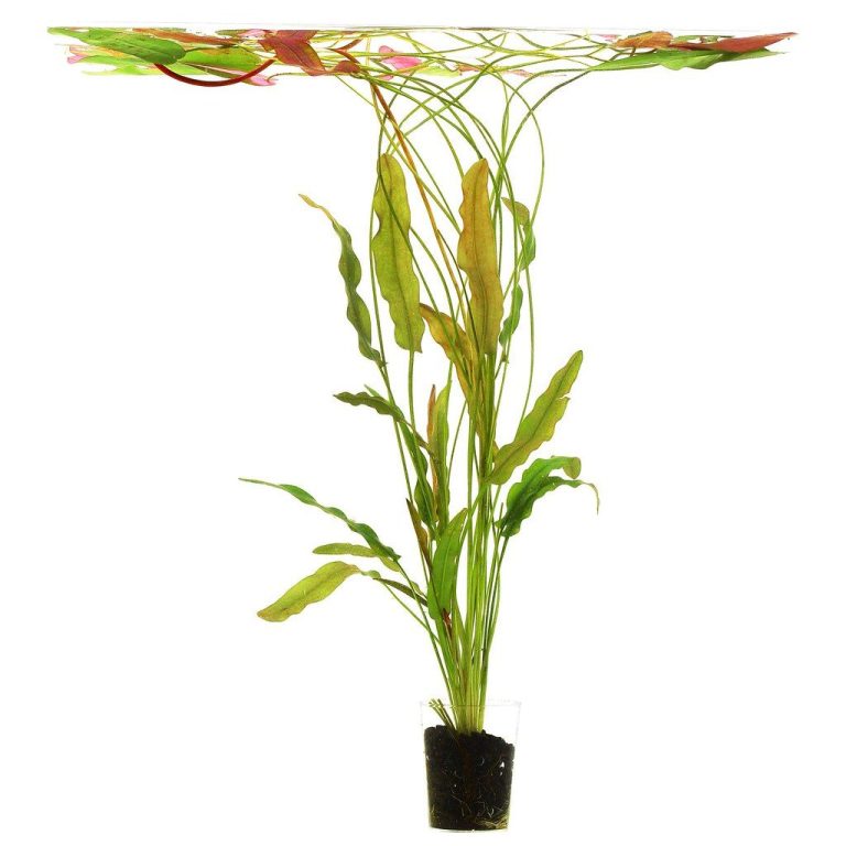 Aquarium Plant Pearling