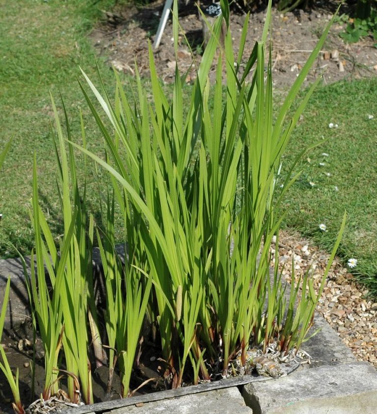 Aquarium Plant Phosphate Deficiency