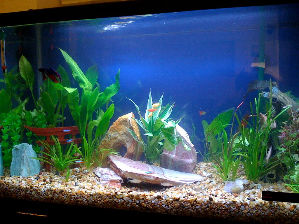 Aquarium Plant Photoinhibition