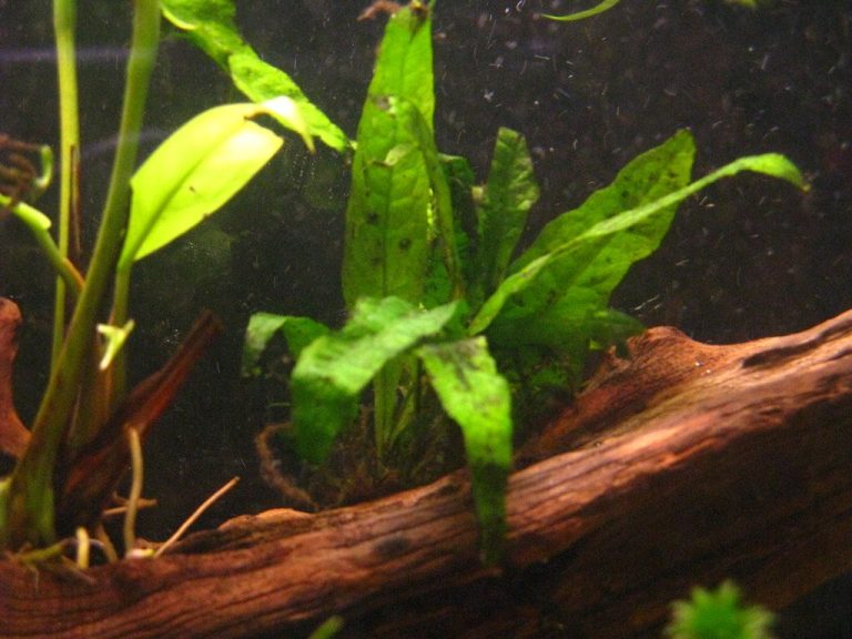 Aquarium Plant Potassium Deficiency