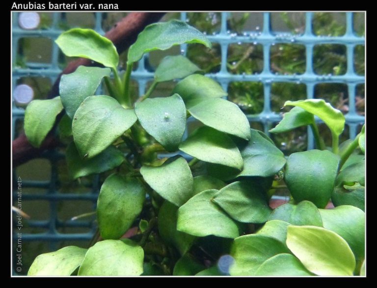 Aquarium Plant Respiration