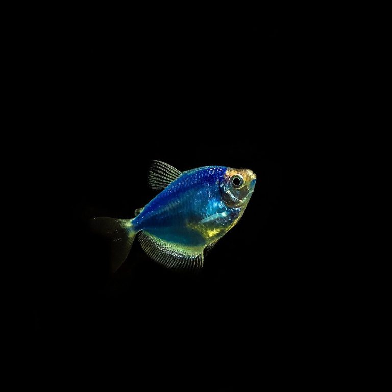 Aquarium Types