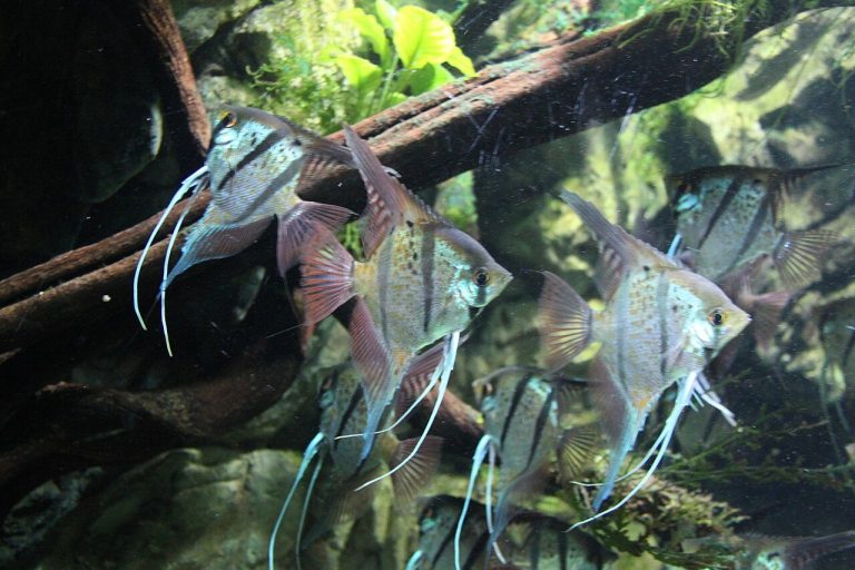 Are Angelfish Aggressive