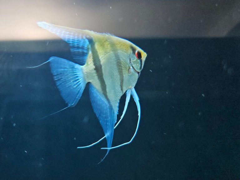 Are Angelfish Cichlids