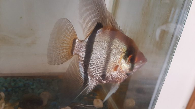 Are Angelfish Good For Beginners