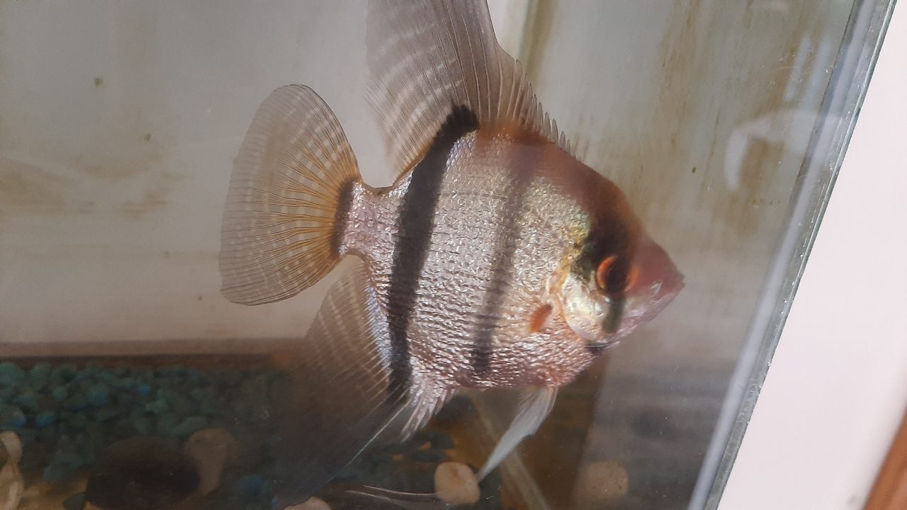 Are Angelfish Good For Beginners