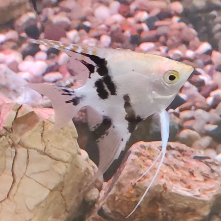 Are Angelfish Hardy Fish
