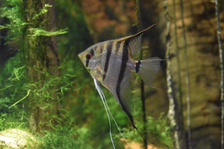 Are Angelfish Schooling Fish