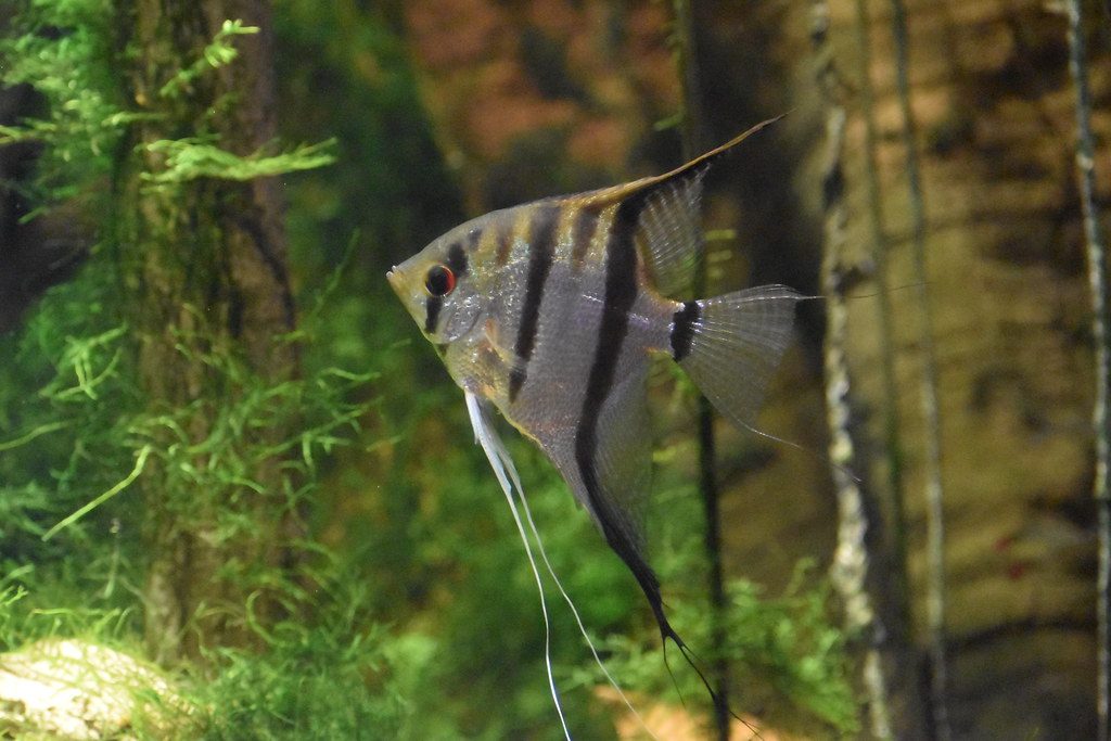 Are Angelfish Schooling Fish