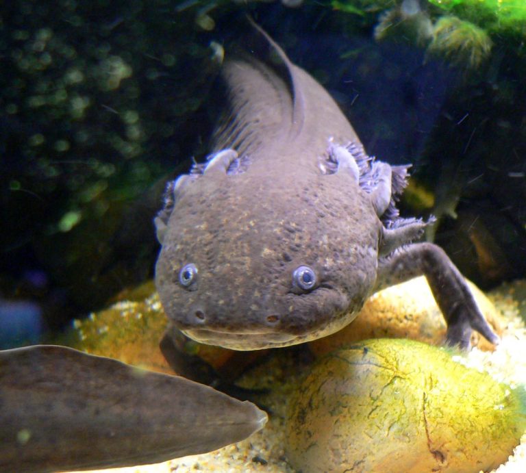 Are Axolotls Friendly