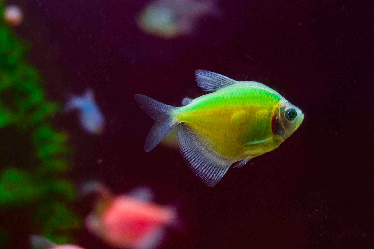 Are Black Skirt Tetras Aggressive