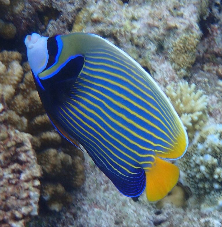 Are Saltwater Angelfish Hard To Keep