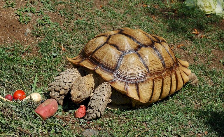 Are Sulcata Tortoises Easy To Take Care Of
