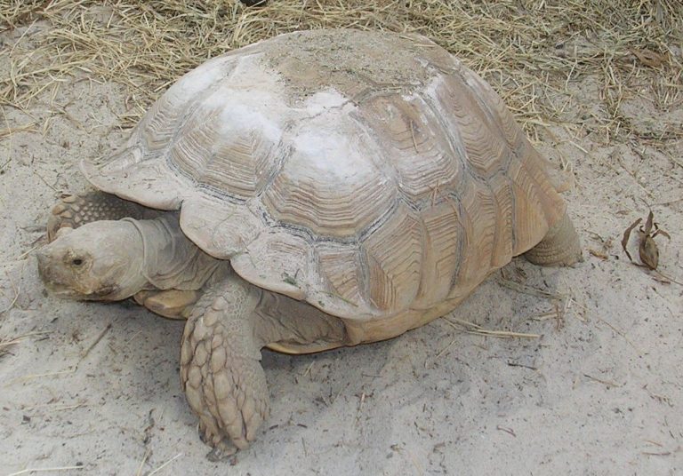 Are Sulcata Tortoises Good Pets