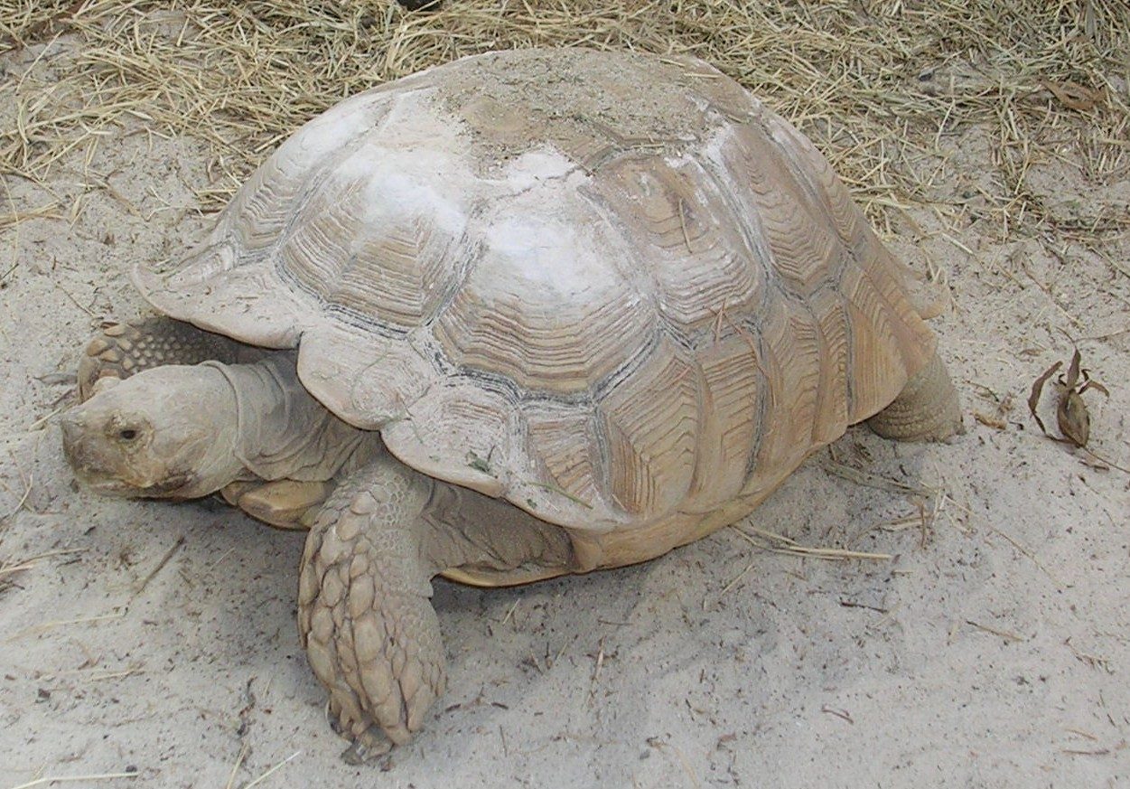 Are Sulcata Tortoises Good Pets
