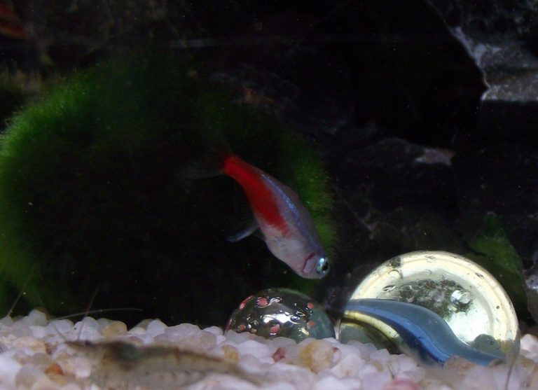 Are Tetras Tropical Fish