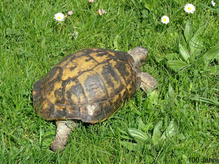 Are Tortoise Easy To Take Care Of