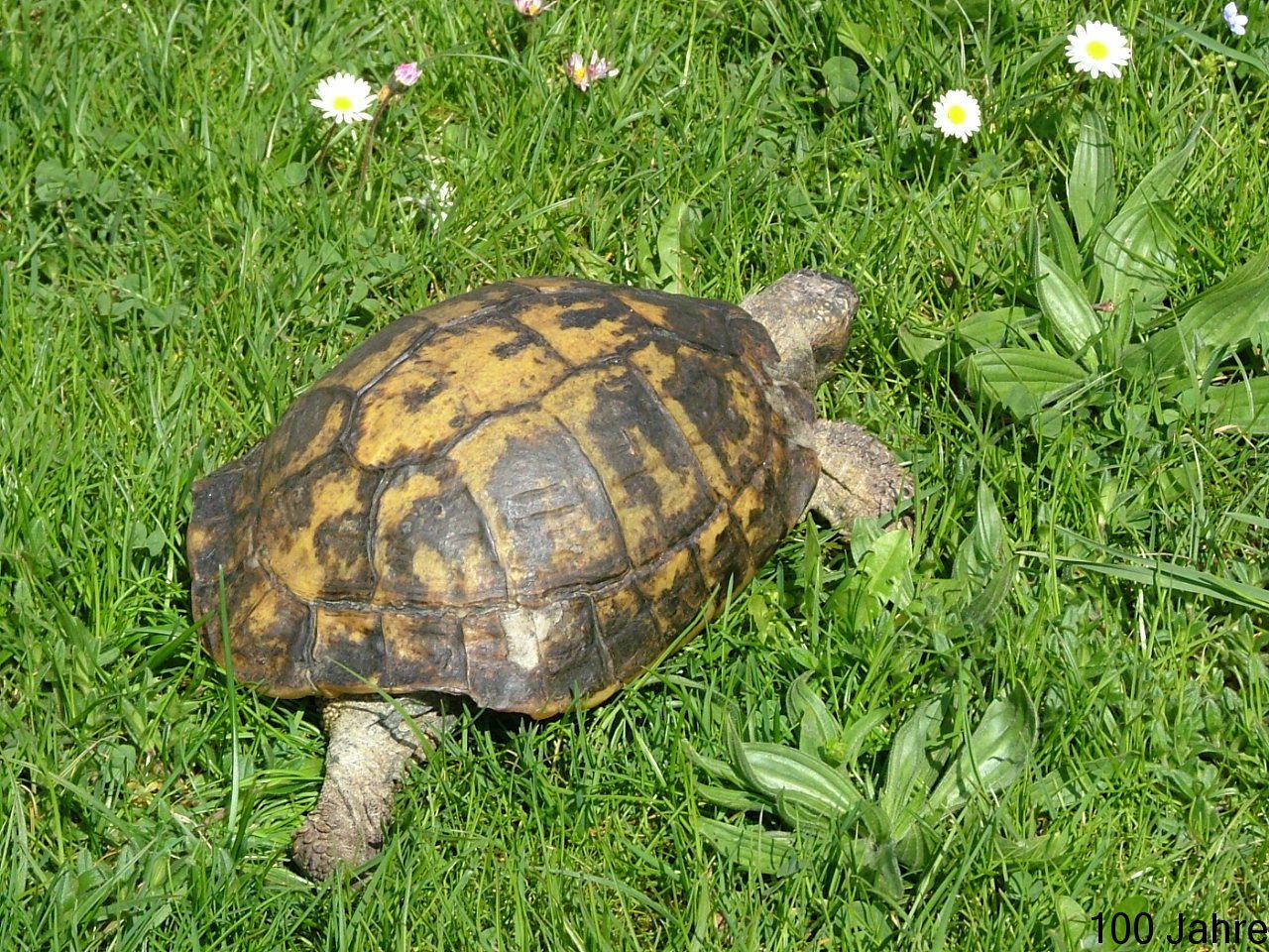 Are Tortoise Easy To Take Care Of
