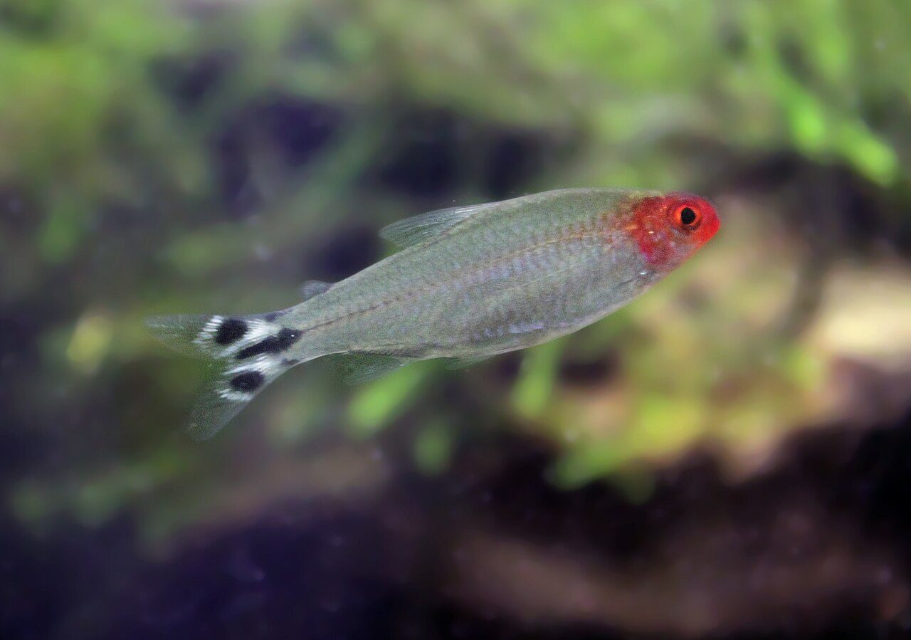 Asian Rummy Nose Tetra