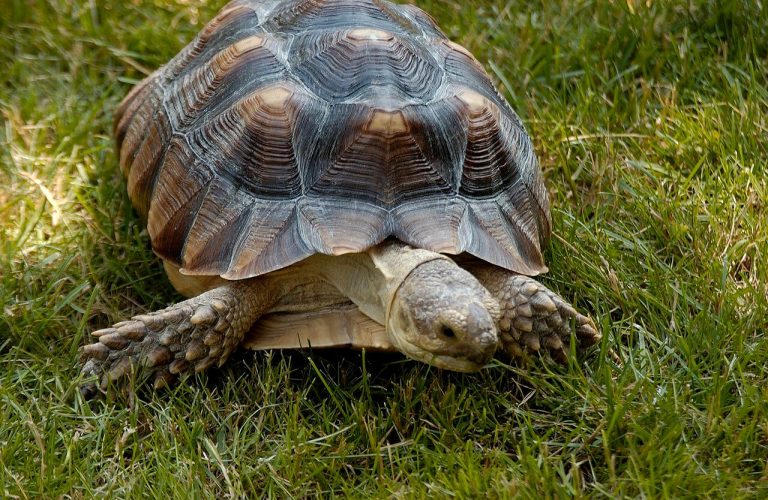 Baby Sulcata Tortoise Care