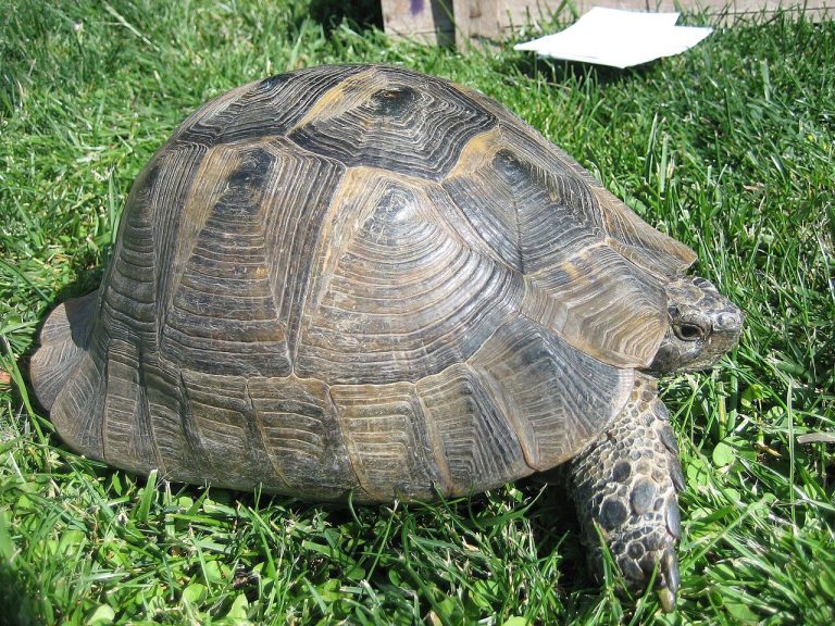 Baby Tortoise Diet Guide