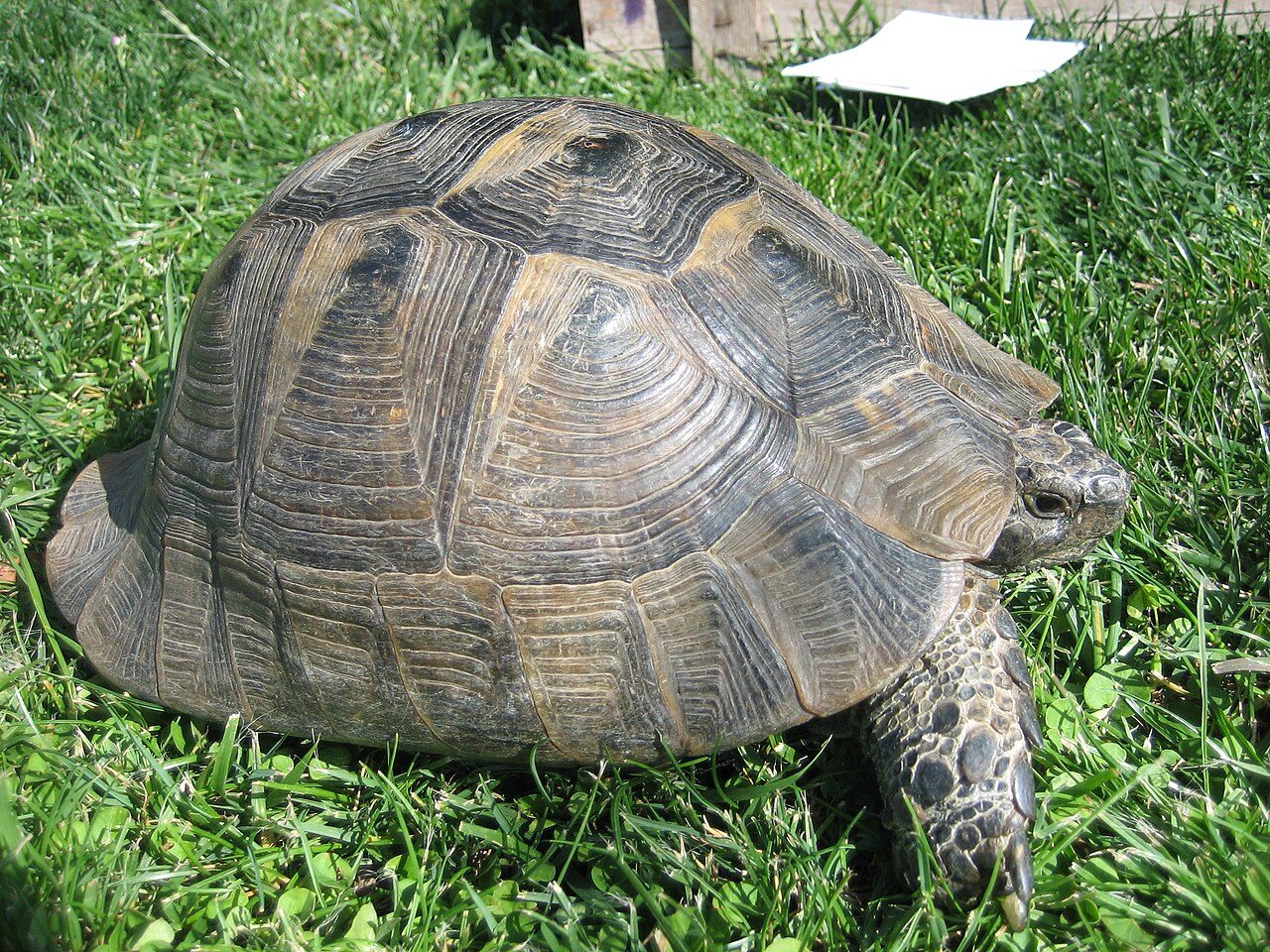 Baby Tortoise Diet Guide