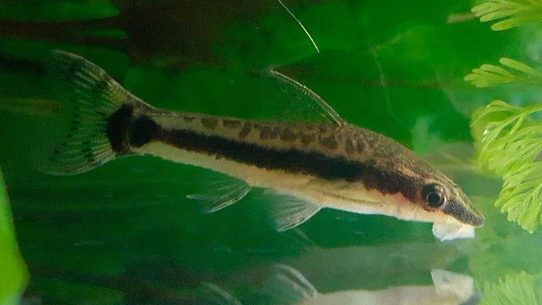 Baitfish Species Guide