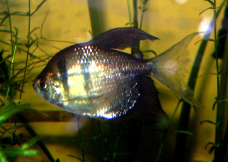Beautiful Fish For Aquarium