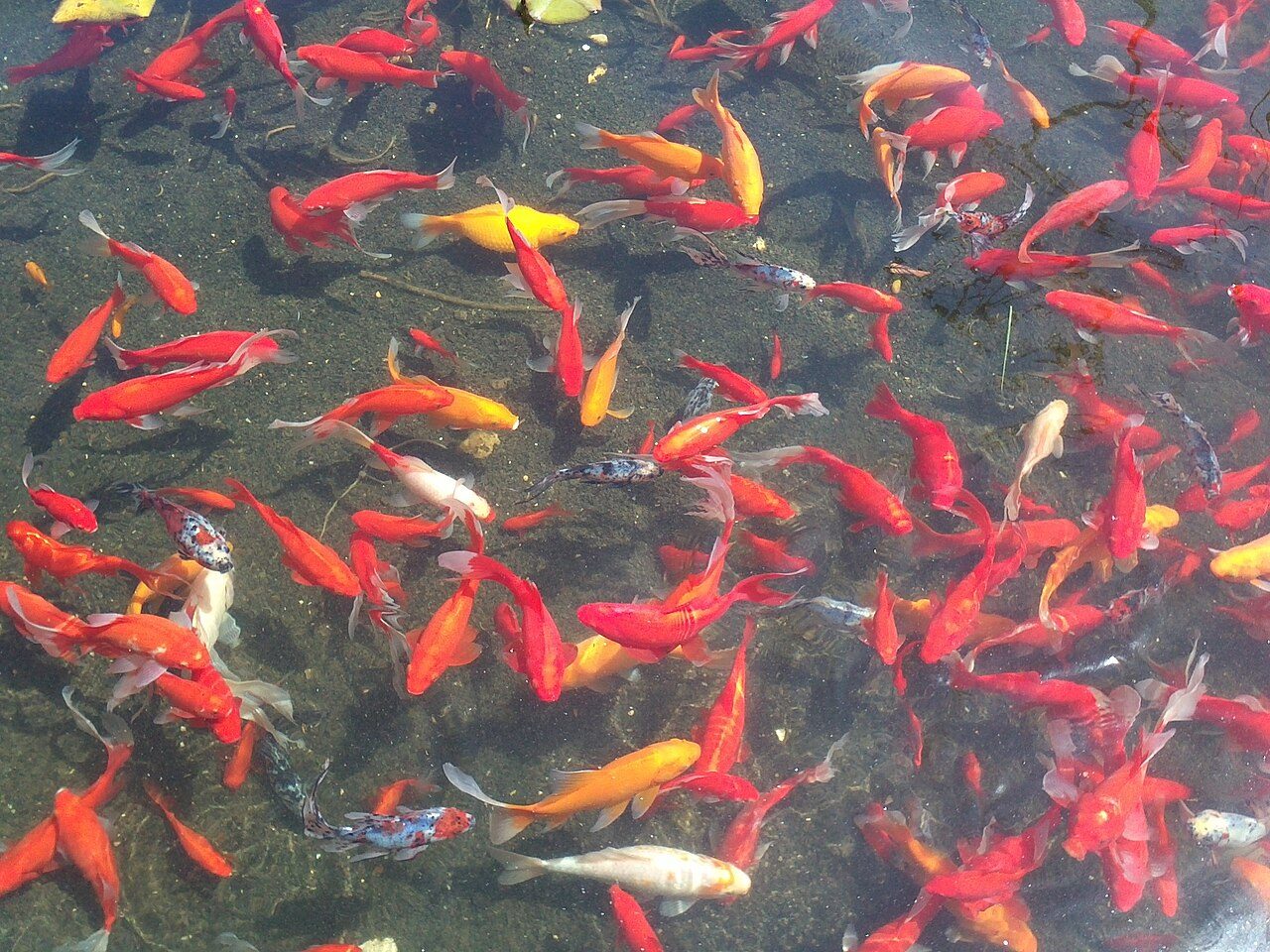 Beginner-Friendly Freshwater Fish For A First Aquarium