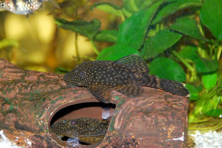 Best Cold Water Aquarium Fish