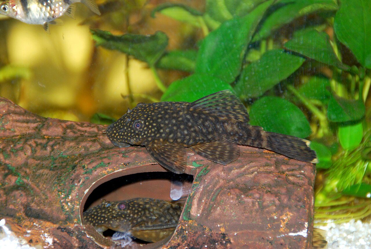 Best Cold Water Aquarium Fish