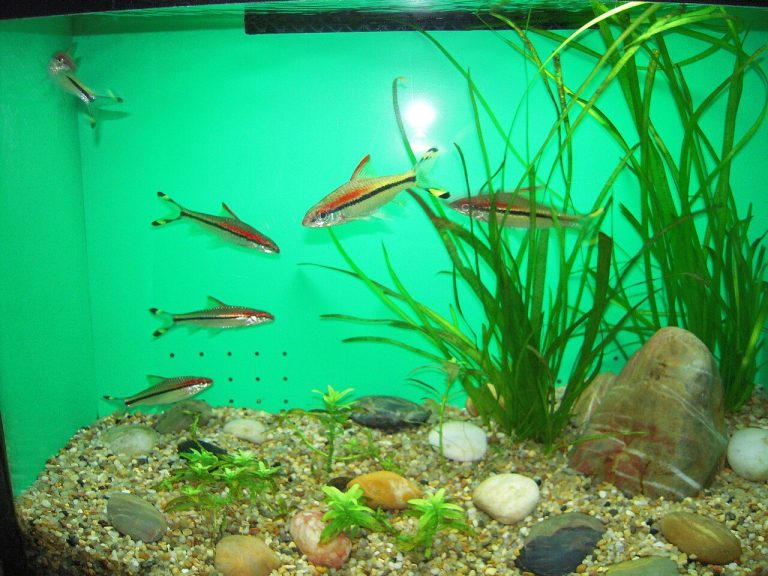 Best Community Tank Fish