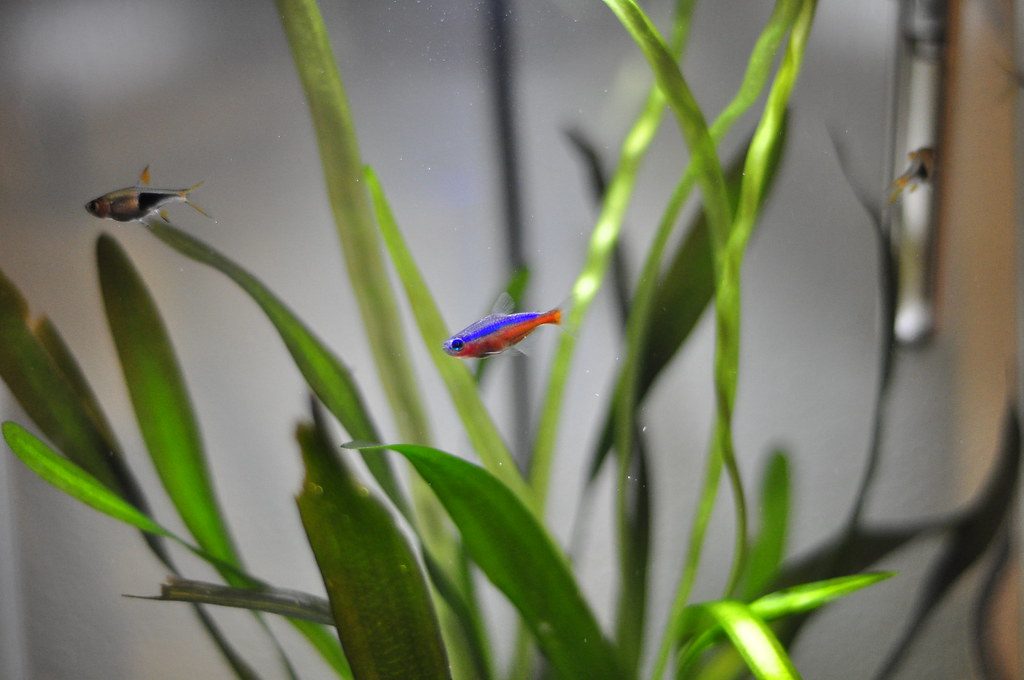 Best Fish Food For Tetras