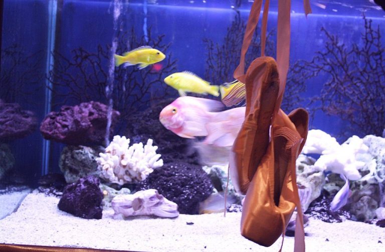 Best Fish For A Fishbowl