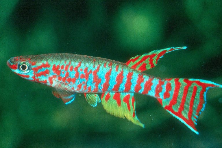 Best Fish For Small Aquariums