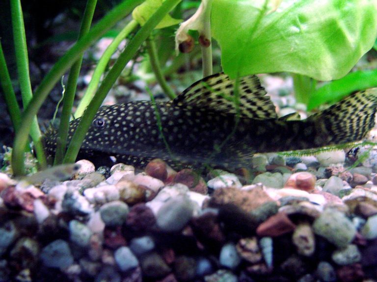 Best Freshwater Fish For Aquariums