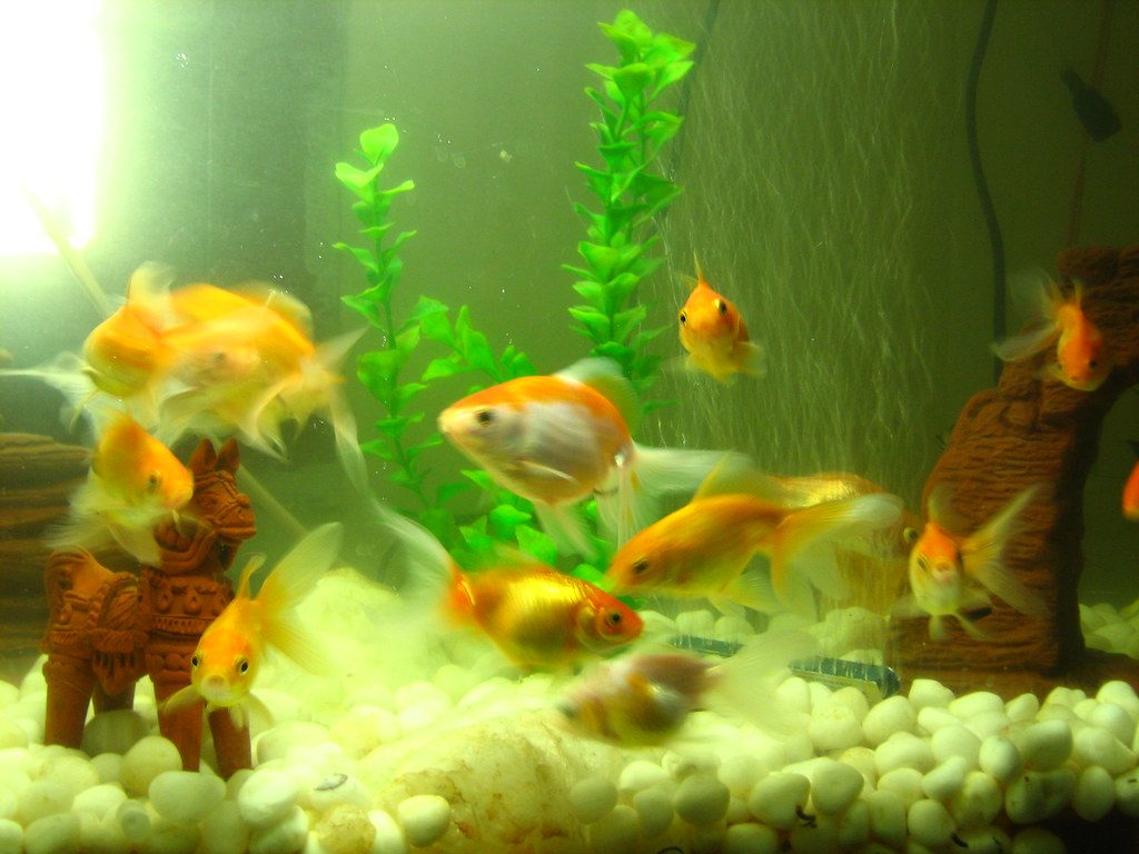 Best Micro/Nano Fish For Aquariums