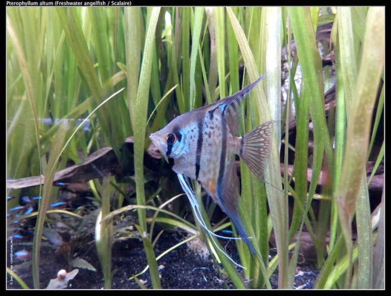 Best Plants For An Angelfish Tank