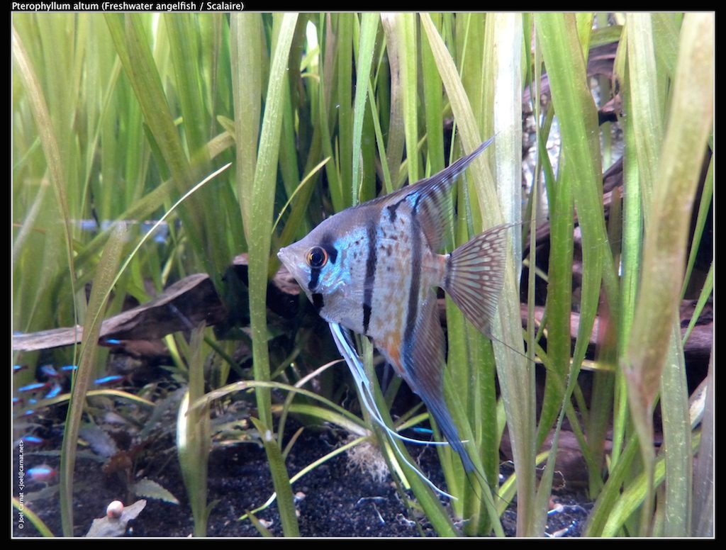 Best Plants For An Angelfish Tank