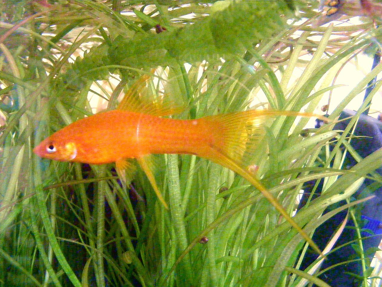 Best Schooling Fish For Freshwater Aquariums