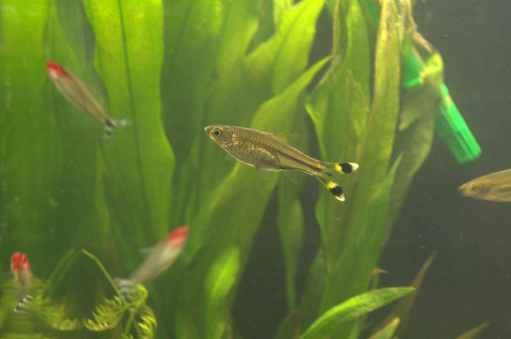 Best Tetra Fish For Beginners
