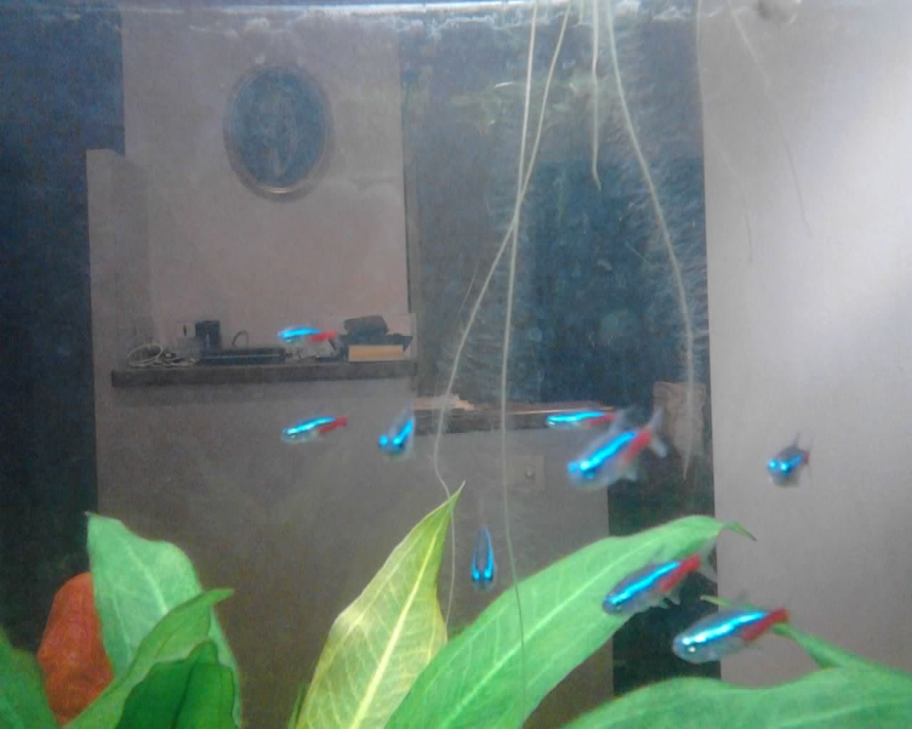Betta Fish And Neon Tetras