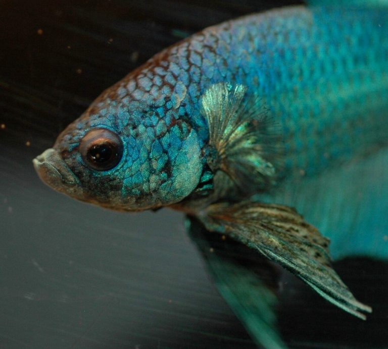Betta Fish And Tetras