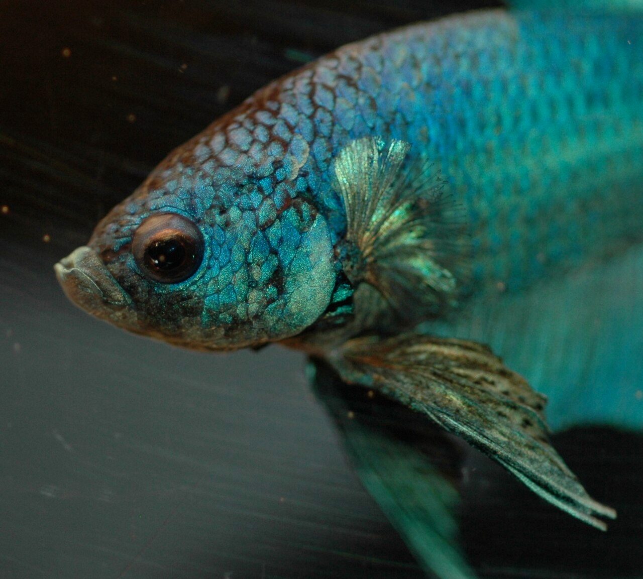 Betta Fish And Tetras