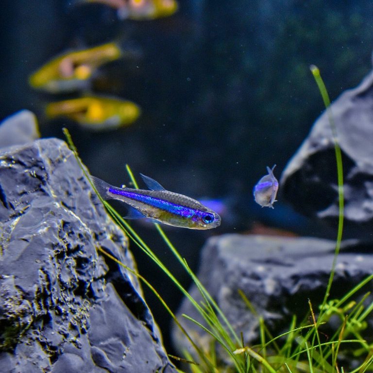 Betta Fish With Neon Tetras